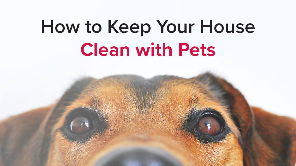 How to Keep Your House Clean with Pets