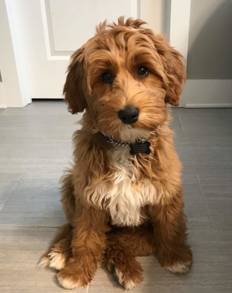 Jane's puppy is one of her favorite things outside of work