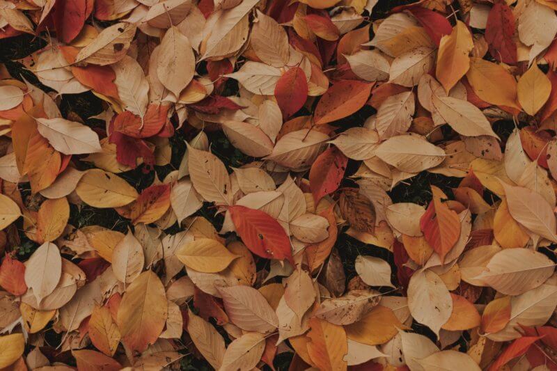 Fall Home Improvement- leaves aesthetic